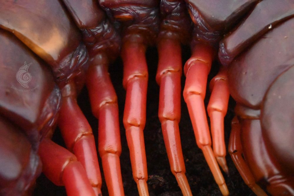 Scolopendra sp. Sumatran purple