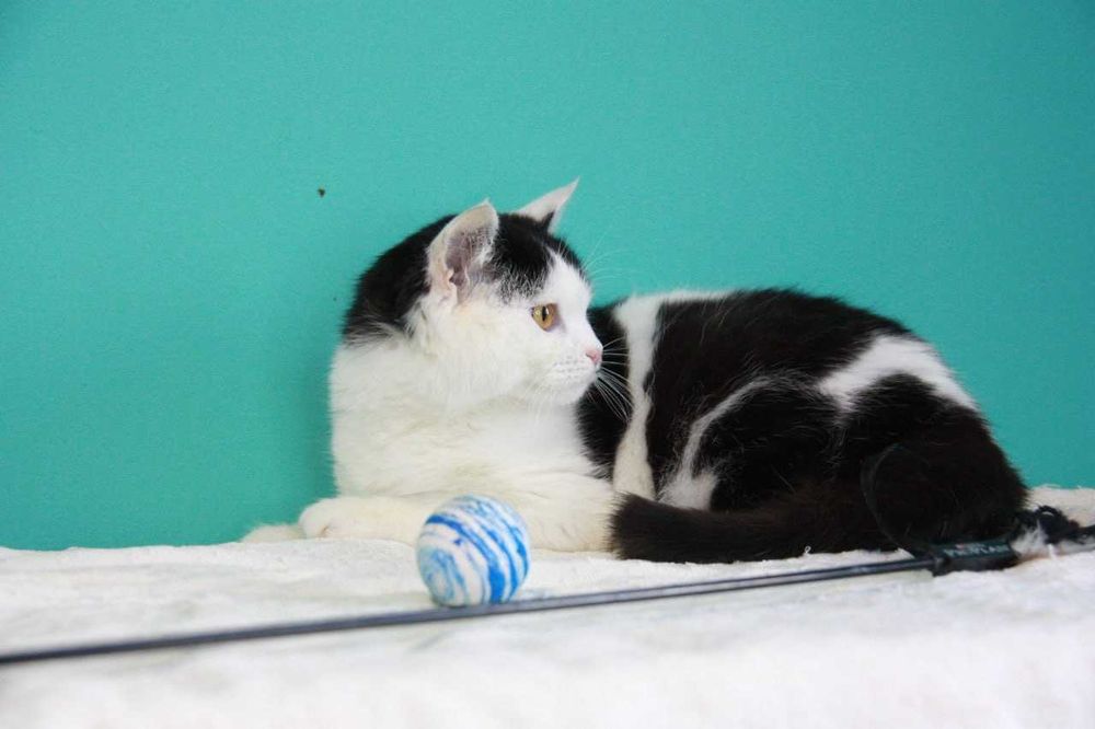 Киця Еріка, 8 місяців