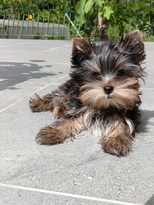 Szczeniak Yorkshire Terrier - piesek