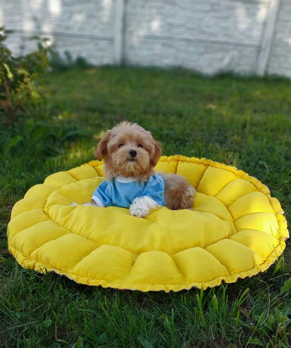 Мальтипу. Міні хлопчик мальтипу. Встигну придбати  свою мрію!