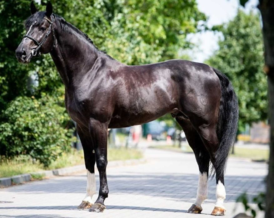 Kary ogier  na sprzedaż