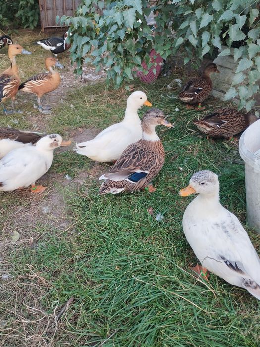 Kaczki call duck
