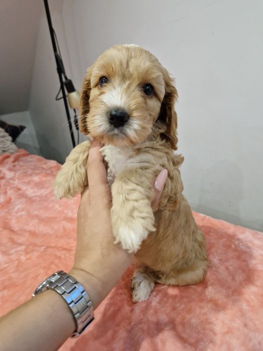 Cockapoo suczka cockapoo
