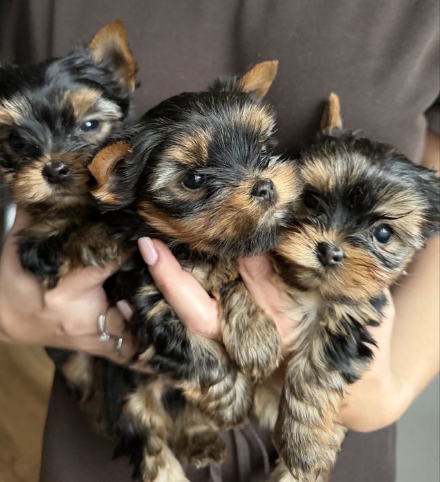 Yorkishire Terrier