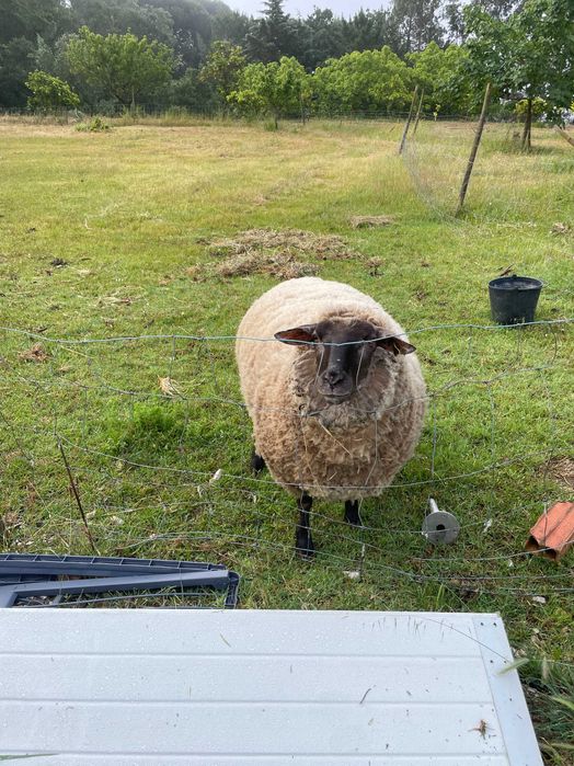Ovelha Merino-Suffolk