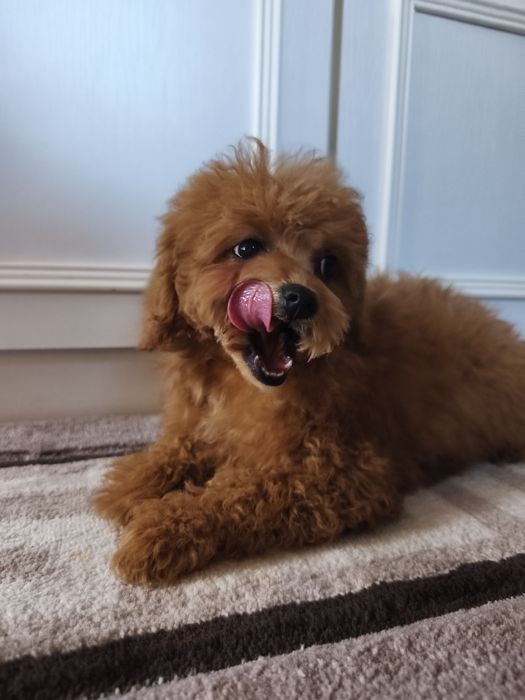 Дівчинка мальтіпу 3,5 місяці