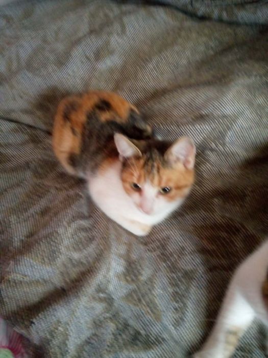 Котики в добрі руки