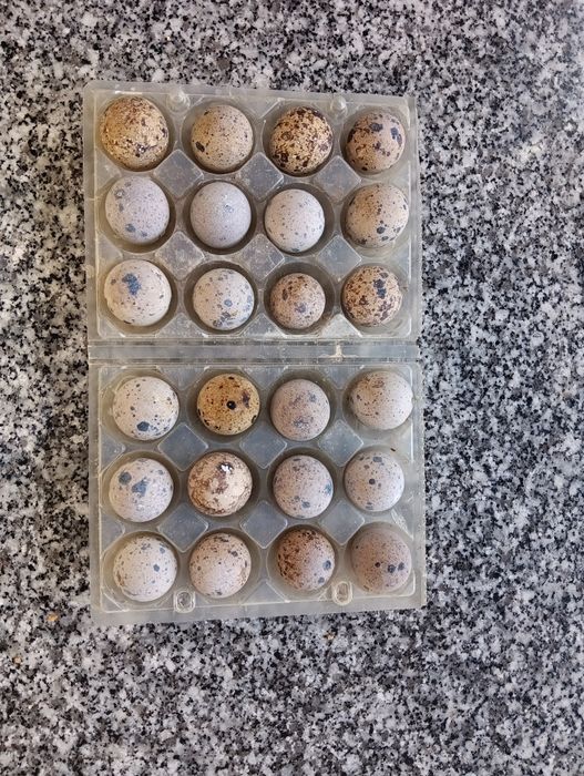 Ovos de codorniz galados