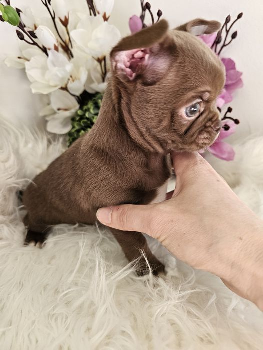 Chihuahua piesek czekoladowy