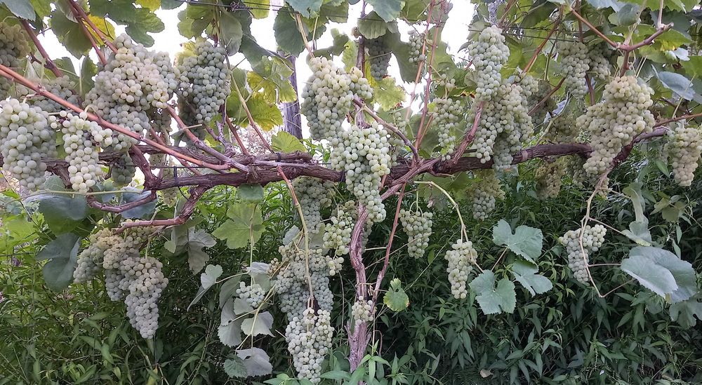 Uvas para vinho verde