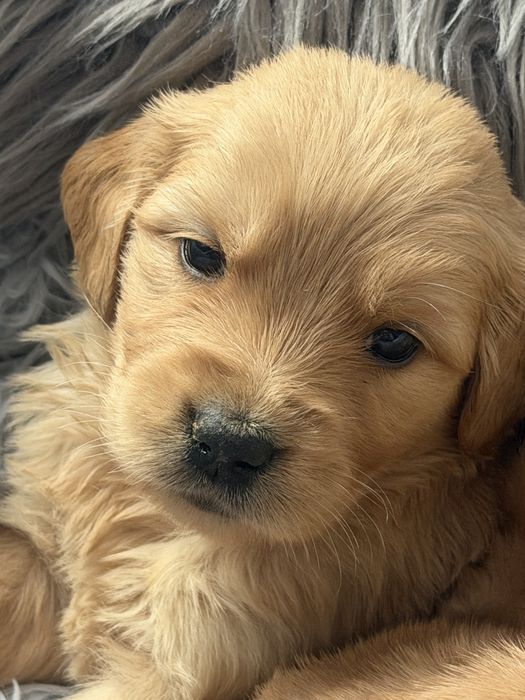 Golden retriever suczka dziewczynki z 4 pokol rodowodem badania genety