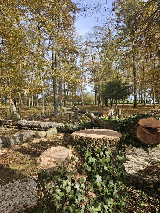 Fazemos ao preço que o cliente oferecer poda e serviços de jardinagem