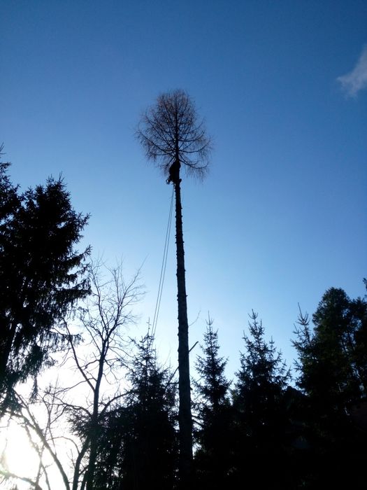 Wycinka i pielęgnacja drzew z podnośnika lub alpinistyczne