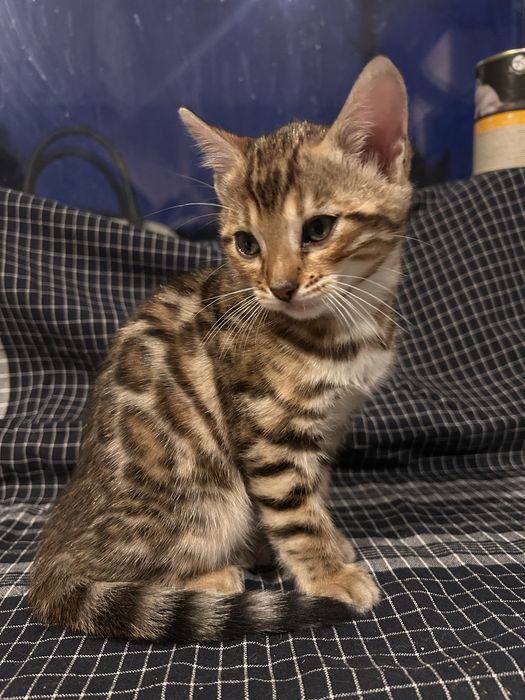 Koty bengalskie z rodowodami