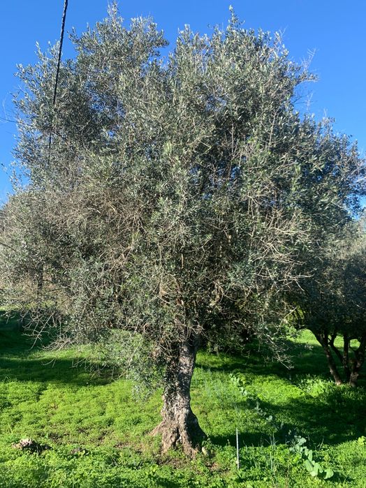 Oliveiras centenárias