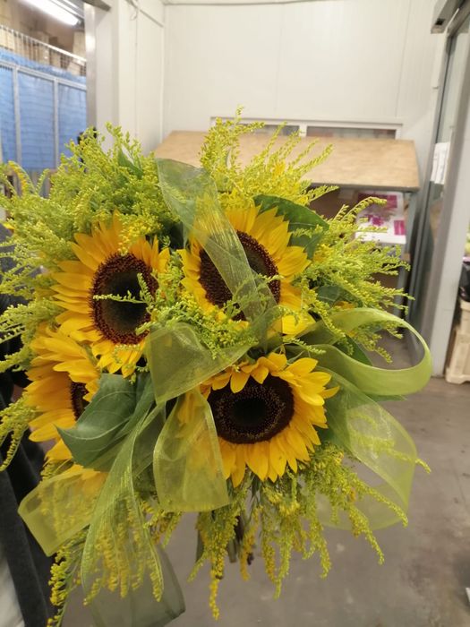 Nasiona słonecznika ozdobnego Taiyo