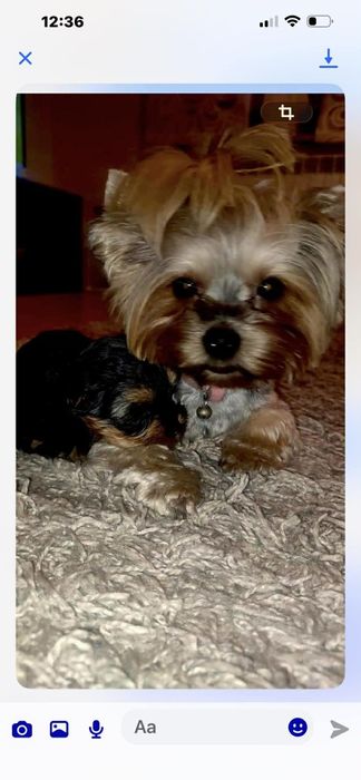 Yorkshire Terrier. Piesek XS z rodowodem. Mini śliczne