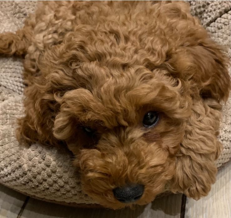 Той пудель хлопчик