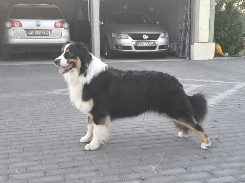 Reproduktor Owczarek Australijski