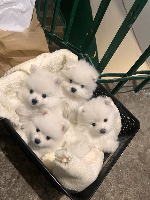 Продам щенят породи Померанський шпиц міні
