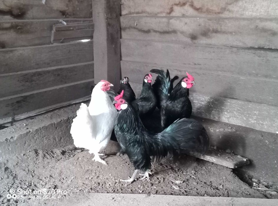 Курі бентам  карликовий