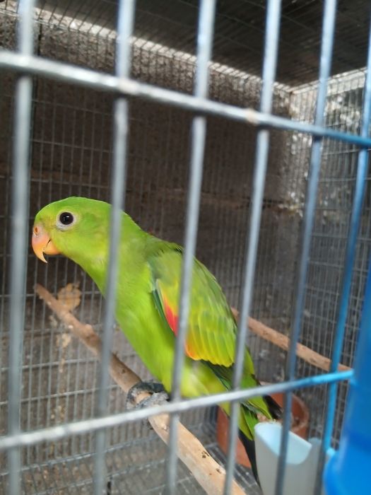 Vendo uma fêmea redewing