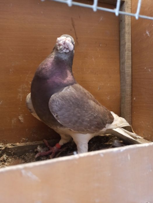 Gołębie staropolskie samiec