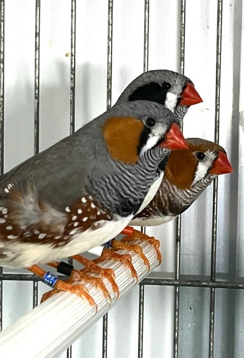 Diamantes Mandarins de Exposição