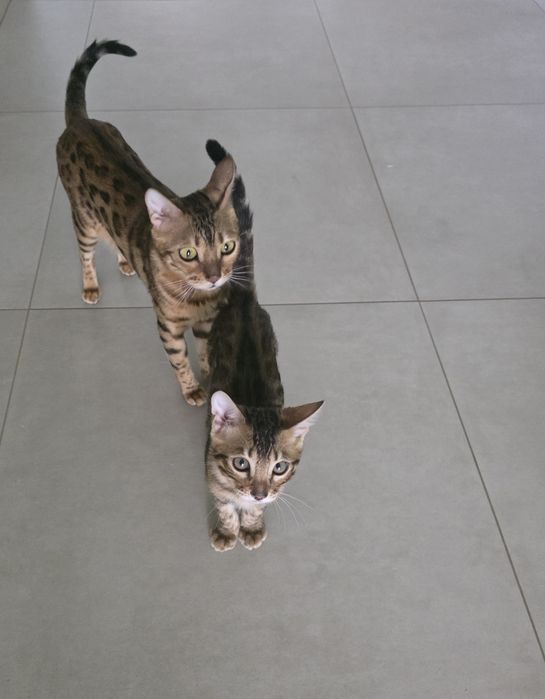Продам Бенгальких котиків