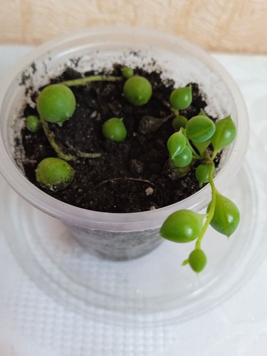 Хрестовик Роулі, Сенеціо Роулі, Senecio rowleyanus