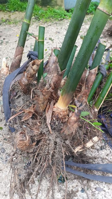 Mudas de Bambu gigante