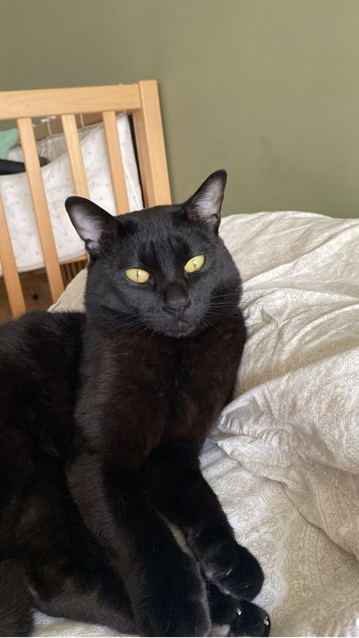 Dá-se gato jovem