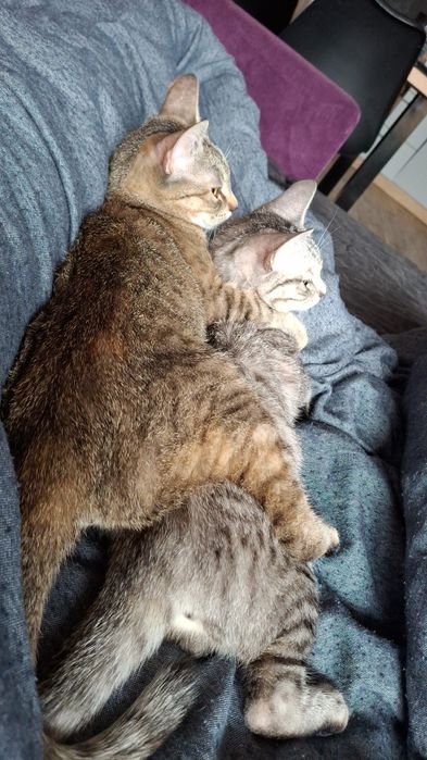 2 kochane przytulaśne kotki do adopcji