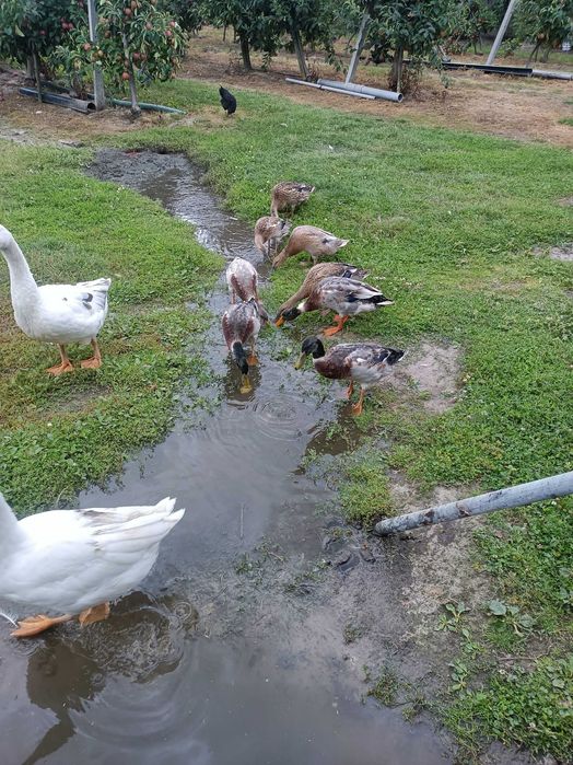 Zwierzęta kaczki i gęsi