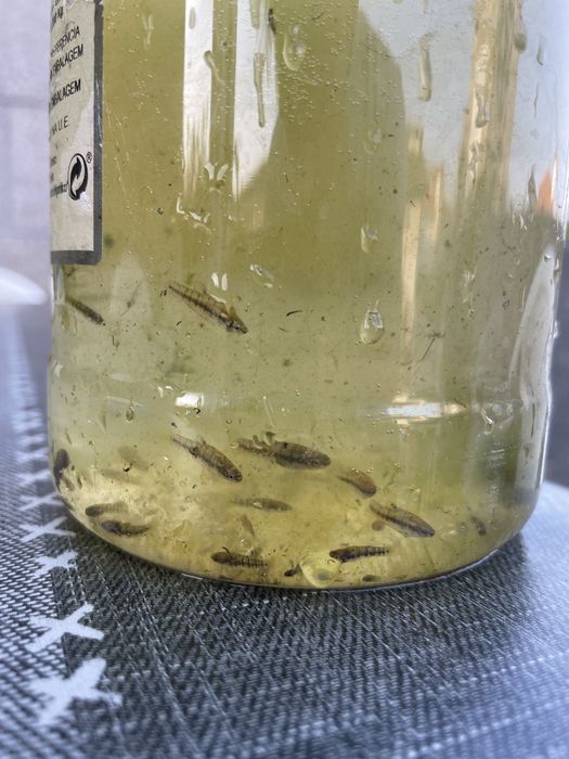 Heterandria formosa - viviparo