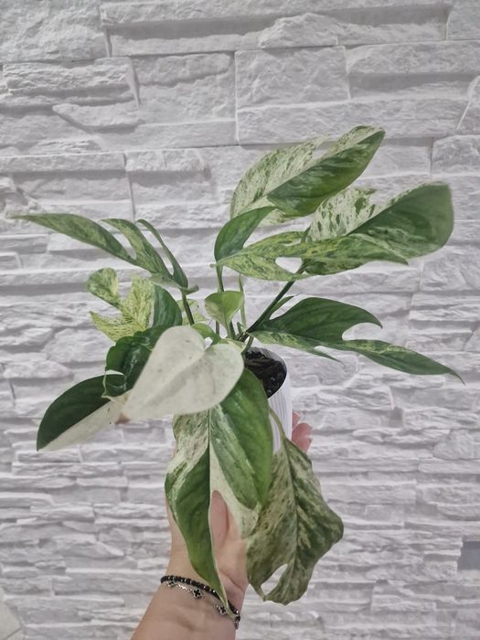 Epipremnum pinnatum marble / duży format liści