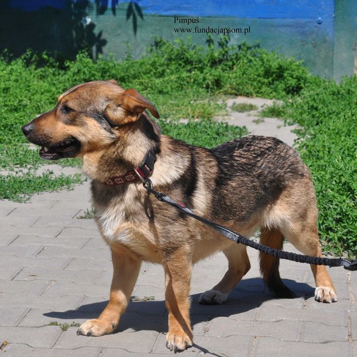Pimpuś przyjacielski piesek do adopcji