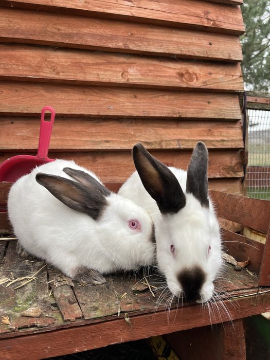 Króliki kalifornia i burgundzkie