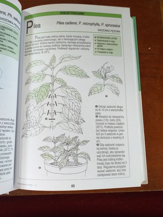 Rozmnażanie 250 roślin przez sadzonki - Denis Retournard