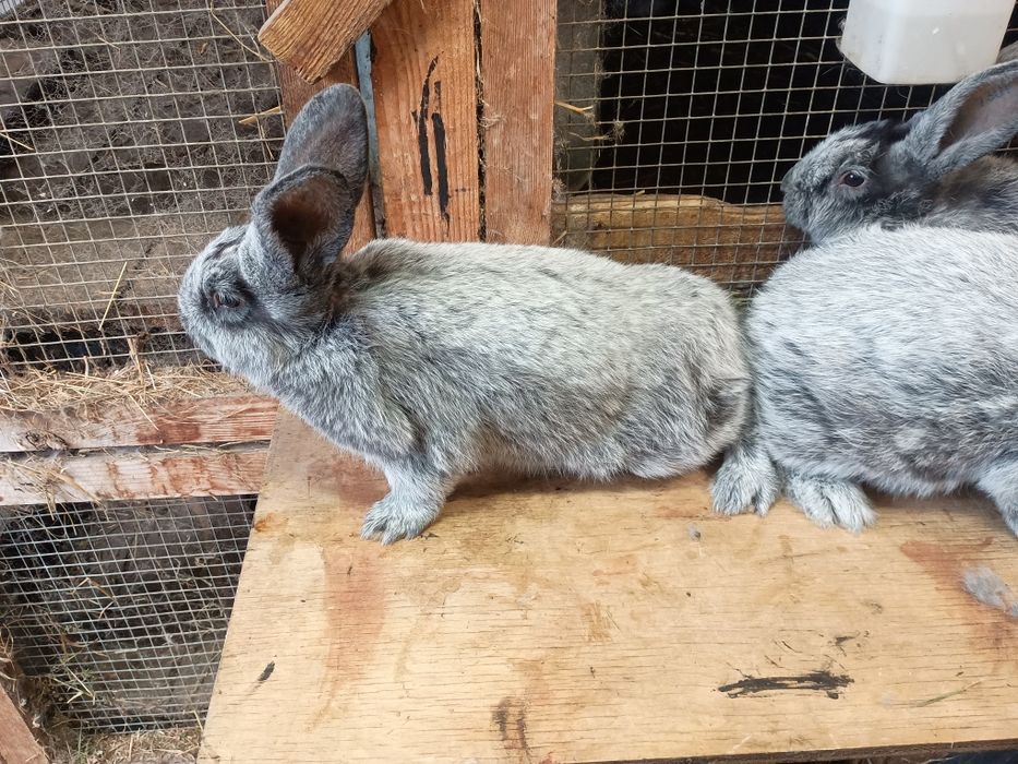 Wjs Wielki jasnosrebrzysty rodowód