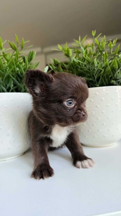 Chłopczyk Czekoladowy Chihuahua Mini 1,8kg z Rodowodem Chipem Max