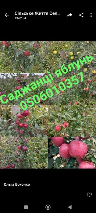 Саджанці яблунь дворічки. САМОВИВІЗ