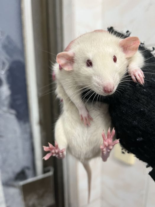 Ручні щурики дамбо