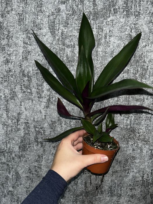 Кактус опунція вазон, традесканція