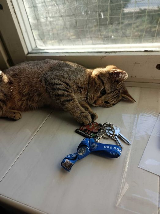 Puszek poleca się do adopcji!