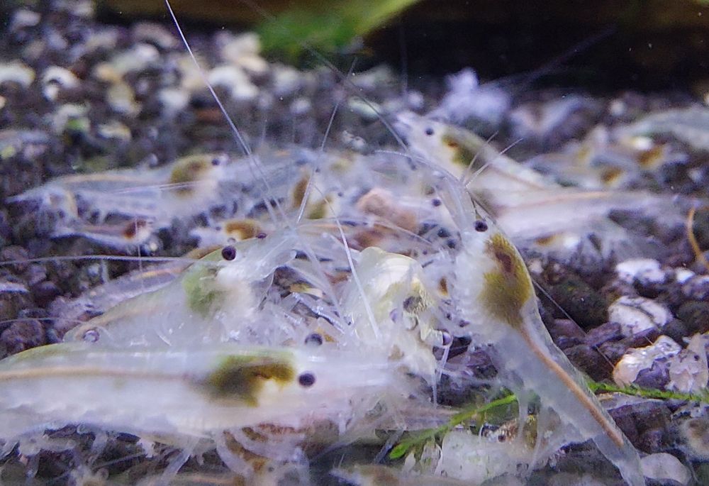 Krewetki Neocaridina White Pearl