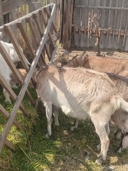 Продається коза другокотка
