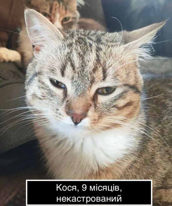 Подарую котика безкоштовно