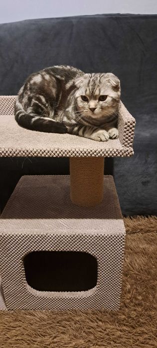 Кіт шотландець висловухий на вязку окрас мрамор чорний на серебрі