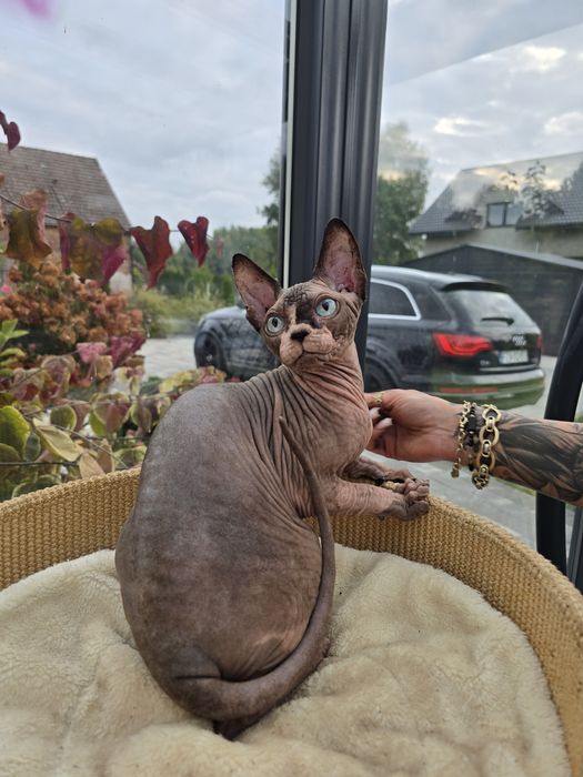 Niebieskooki kocurek sfinks,legalna hodowla WCF